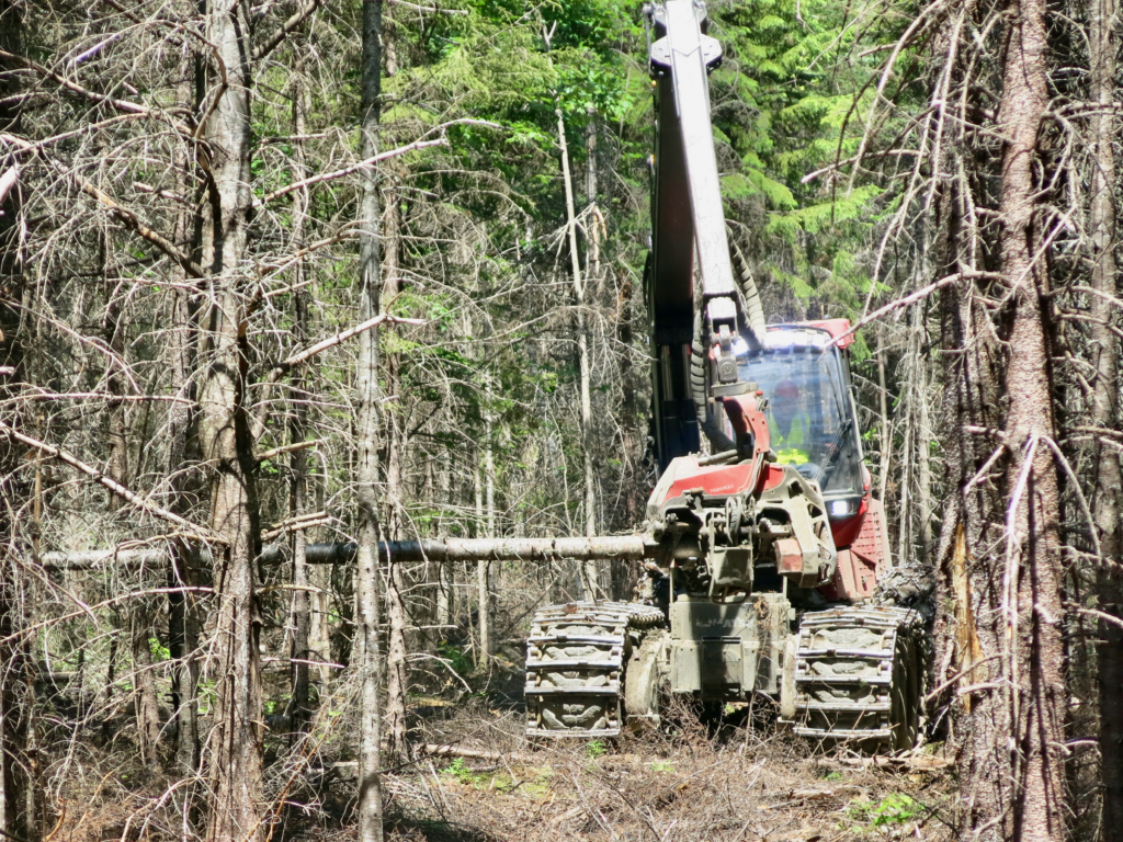 Processor felling a balsam fir tree